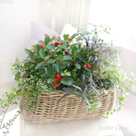 【ｂ様ご予約品】チェッカーベリーの寄せ植え