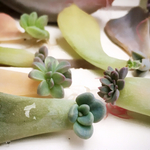 ぷっくり💕可愛い赤ちゃん達💕生命の神秘・葉挿しセット💕多肉植物