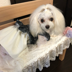 ビビちゃん専用ページ