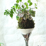観葉植物アンサンブル