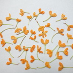 押し花☆キンモクセイ