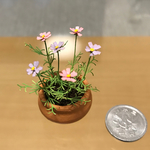 ミニチュア秋桜