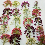 アリッサムの押し花素材
