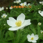 専用ページ