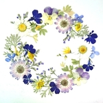 ボタニカルリース  No.9  【訳あり素材】＊押し花素材＊ 