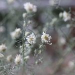 孔雀草のドライフラワー（白：4本組）