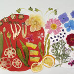 【花材料/押花】押し花カラフルセット       花菜