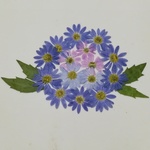 押し花素材 No. 98　　ミヤコワスレ＆リーフ