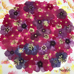 ♡new♡ ♡可愛いカラーがたくさん♡  ♡押し花セット♡