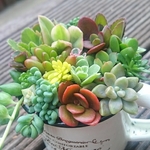 【送料込】ホーローカップ寄せ植え★多肉★多肉植物★寄せ植え★