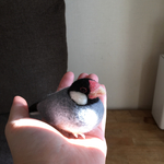 オーダー品 文鳥