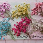 ★　カラフルかすみそう　押し花素材　★