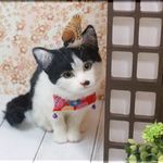 羊毛フェルト　猫　ハチワレさんとお供のスズメさん　ねこ　ネコ　はちわれ猫