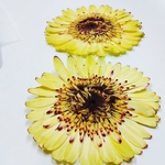 グラデーションイエローのガーベラの押し花素材