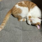 ehime05様オーダー 猫バングル『ニャングルバングル』ピンクコットンパール