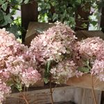 水無月紫陽花のドライフラワー