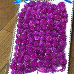 お花屋さんの千日紅のドライフラワー全部で100個‼️