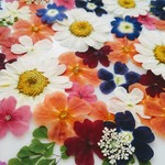 🌼大容量😃押し花色々ミックス55輪🌼