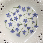 青の野草(押し花)