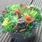 【送料込】小さなちまちま寄せ植え★多肉★多肉植物★寄せ植え★