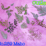♡outlet♡green MIX♡押し花素材♡