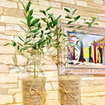 お得2本セット★『オリーブの木』交配種set 観葉植物 ガーデニング 寄せ植え インテリア(No.132)