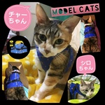 猫ちゃん用ハーネス(青地星柄)Ｍサイズ