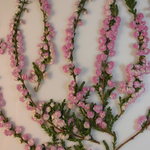 押し花素材 カルーナ ブルガリス(パステルピンク）