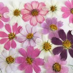 ｈ様専用ページ　 押し花素材　コスモス（赤花処理混合）①