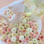 かすみ草ドライフラワー