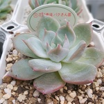 パクさん苗⭐️ブルーバード⭐️花歌農業⭐️多肉植物⭐️エケベリア