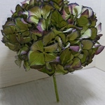 ドライフラワー紫陽花 27