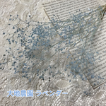 レア☆ プリザーブドフラワー かすみ草 ラベンダー(水色)