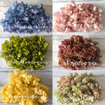 カシアバ❣️色変え可♡ハーバリウム花材プリザーブドフラワーアジサイ6色小分け紫陽花