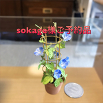 ミニチュア朝顔