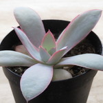 多肉植物　”カンテ”