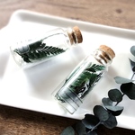 植物標本　Botanical Collection■No.19-B レザーファーンリーフ