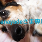 ohanayadeさま専用ページ