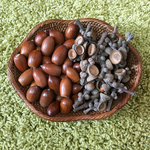 天然 どんぐりと小枝