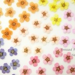 押し花素材 ： コデマリ ♡ （ 着色 ）