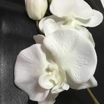 新入荷 迎春  胡蝶蘭＊白＊アーティフィシャルフラワー