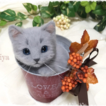 betama-kunnさまリクエスト品バケツにゃんこ☆彡オータムバージョン☆ロシアンブルー