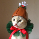 10月28日(日)21時頃入荷♡同梱不可♡緑2wayニャーキーターキーX'masセット