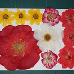 押し花商品【バラいろいろ】