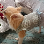 お花のバレリーナ