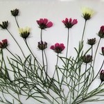 L様専用ページ　 押し花素材　コスモス　蕾　葉　
