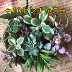 カット苗10種以上セット❺ トップシータービー3頭入り ❁︎ 限定5セット
