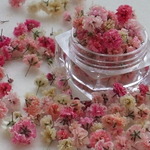 ドライフラワー　Gentleカラーかすみ草　レッド系　５０輪