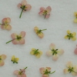 ♪小さい小さい１輪　アリッサム　イエローピーチ　１００輪　押し花素材