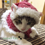 粉雪猫ちゃんサンタ帽